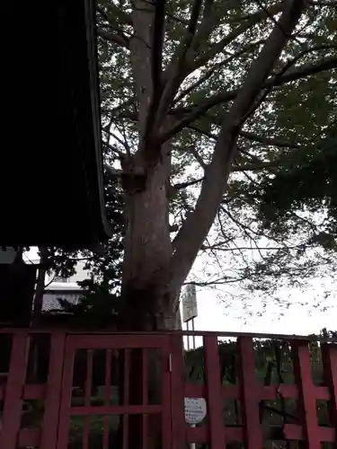 旅立稲荷神社の自然