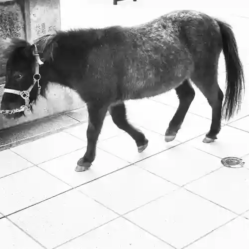 神田神社（神田明神）の動物
