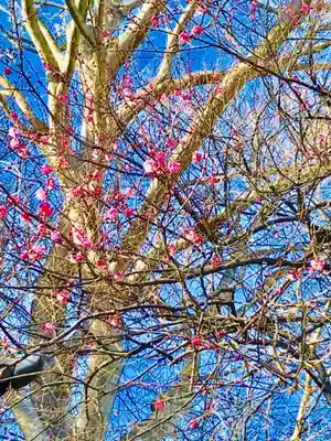 鹿島神社の自然