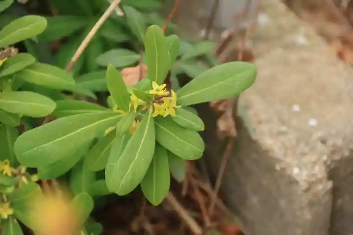 豊景神社の庭園