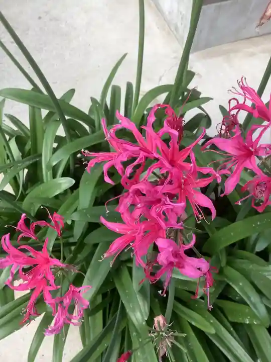 清洲山王宮 日吉神社の自然