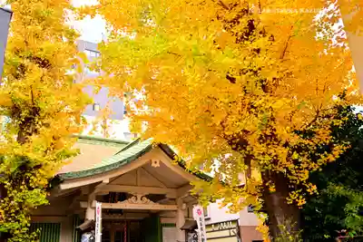 銀杏岡八幡神社(東京都)