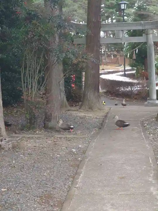 三光稲荷神社の動物