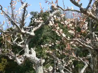 来迎寺（材木座）の自然