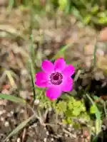 伊達神社(北海道)