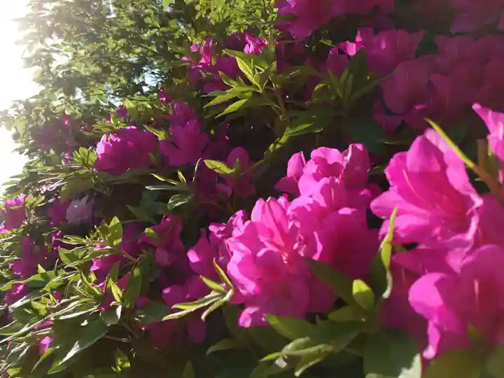 和泉國一之宮 大鳥大社の自然