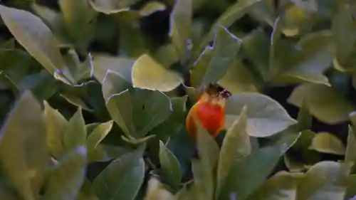 唐招提寺の自然