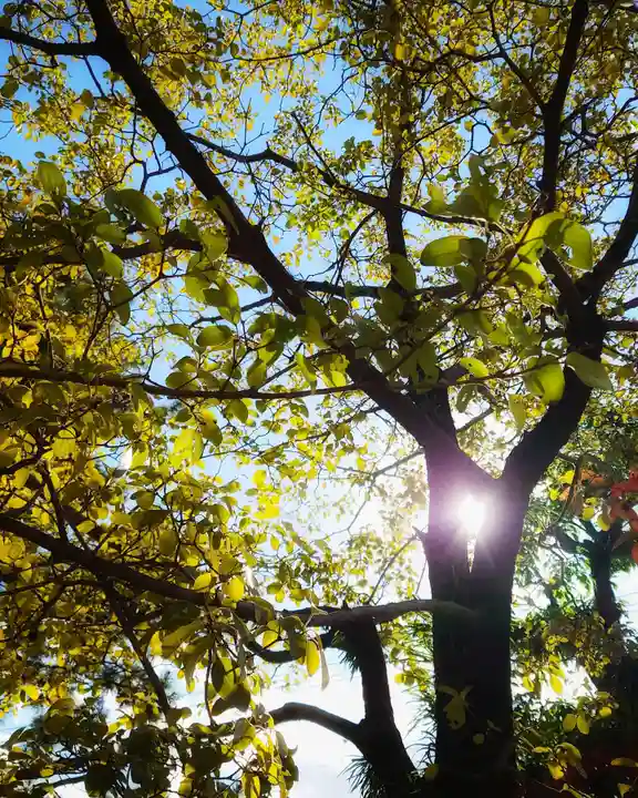 尾張大國霊神社(国府宮)の自然