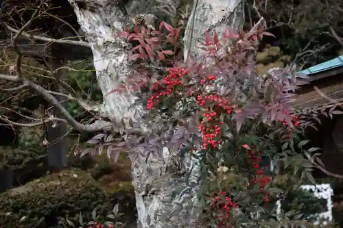 鹿島大神宮の自然