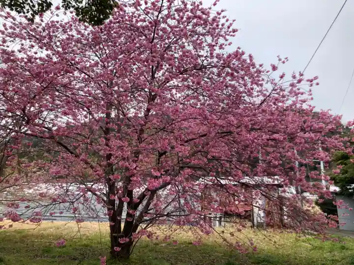 川津来宮神社の自然