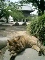 光明寺の動物