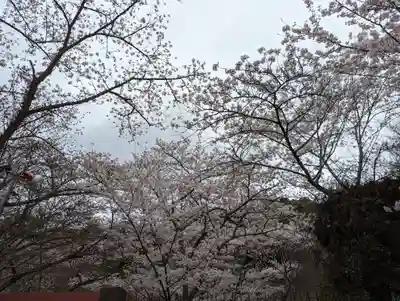勝持寺（花の寺）(京都府)