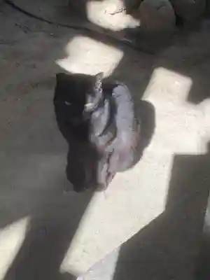 津島神社の動物