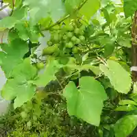 寿量山 速成寺の自然