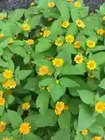 玉野御嶽神社の自然