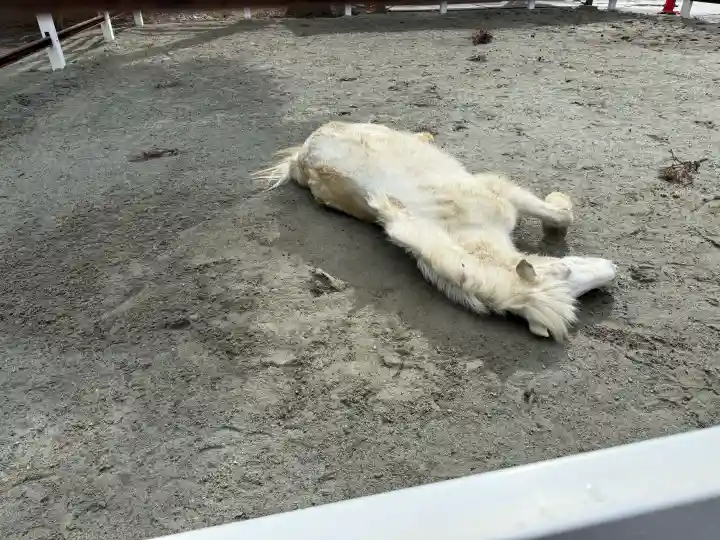 丹生川上神社(下社)の{uncategorized: "未分類", other: "その他", undefined: "問題あり", building: "その他建物", grave: "お墓", sacred_gate: "鳥居", guardian: "狛犬", statue: "像", buddha: "仏像", history: "歴史", nature: "自然", garden: "庭園", animal: "動物", pagoda: "塔", temizu: "手水舎", mountain_gate: "山門・神門", sanctuary: "本殿・本堂", subordinate: "末社・摂社", art: "芸術", scenery: "景色", jizo: "地蔵", ema: "絵馬", goshuin: "御朱印", omikuji: "おみくじ", items: "授与品その他", amulet: "お守り", goshuincho: "御朱印帳", eats: "食事", festival: "お祭り", votive_dance: "神楽", shichigosan: "七五三参", wedding: "結婚式", experience: "体験その他", initially: "初詣", around: "周辺", anti_infection: "感染症対策"}