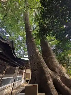 鳩ヶ谷氷川神社(埼玉県)
