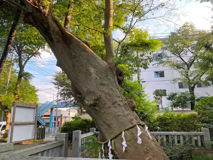 青渭神社の自然