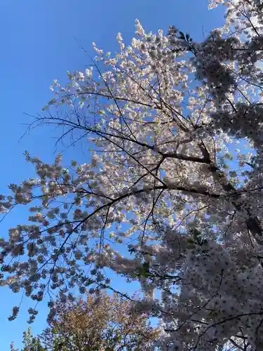 北海道神宮の自然