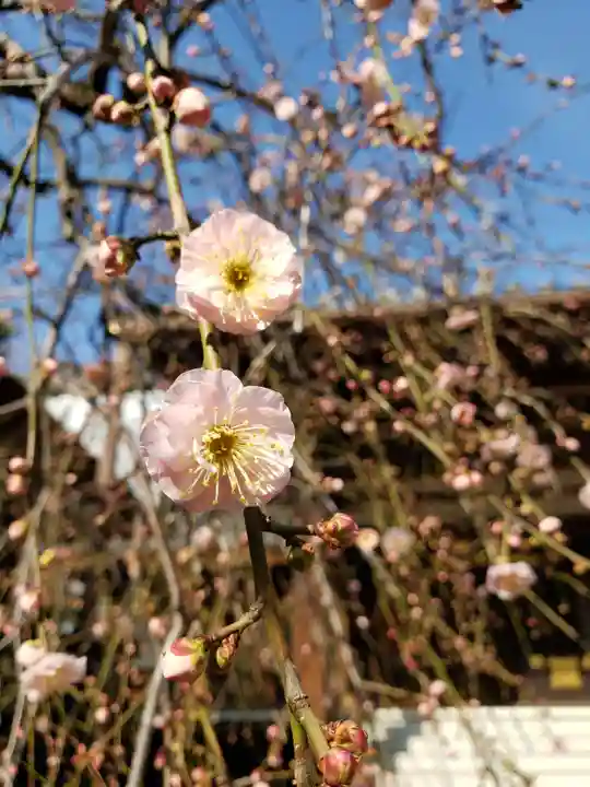 妙法寺(東京都)
