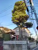 野屋敷稲荷社の自然