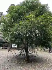 柴崎神社(千葉県)