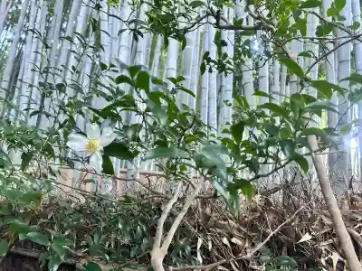 祇王寺の{uncategorized: "未分類", other: "その他", undefined: "問題あり", building: "その他建物", grave: "お墓", sacred_gate: "鳥居", guardian: "狛犬", statue: "像", buddha: "仏像", history: "歴史", nature: "自然", garden: "庭園", animal: "動物", pagoda: "塔", temizu: "手水舎", mountain_gate: "山門・神門", sanctuary: "本殿・本堂", subordinate: "末社・摂社", art: "芸術", scenery: "景色", jizo: "地蔵", ema: "絵馬", goshuin: "御朱印", omikuji: "おみくじ", items: "授与品その他", amulet: "お守り", goshuincho: "御朱印帳", eats: "食事", festival: "お祭り", votive_dance: "神楽", shichigosan: "七五三参", wedding: "結婚式", experience: "体験その他", initially: "初詣", around: "周辺", anti_infection: "感染症対策"}