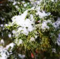 壽徳寺 じゅとくじの自然
