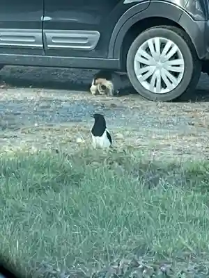 鵡川神社(北海道)