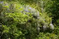 厳島神社(山口県)