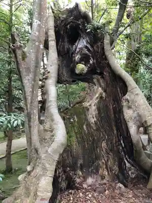 大野湊神社の自然