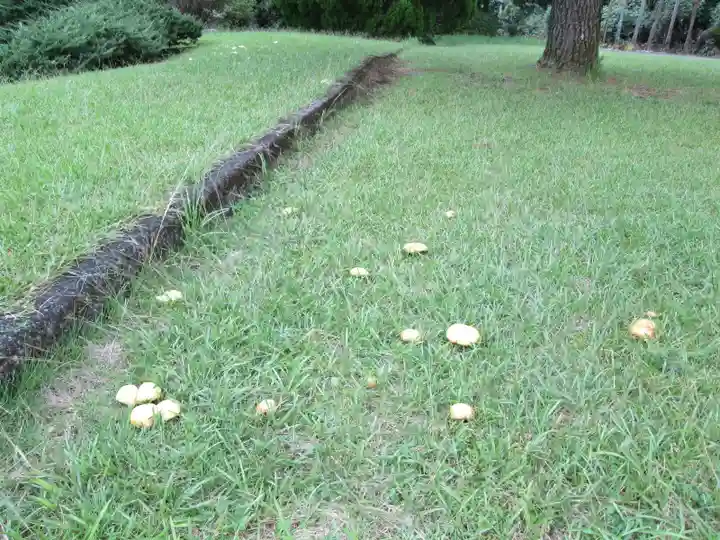屋久島大社の自然