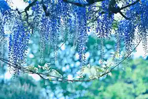 金蛇水神社(宮城県)(2025年05月16日(金) 10時27分21秒投稿)