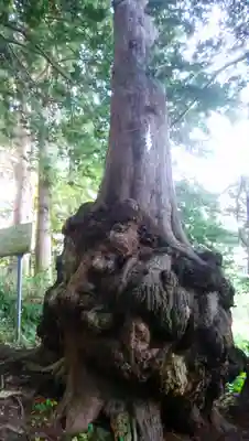 福島大神宮の自然