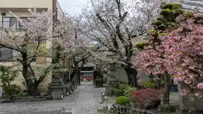 墨染寺（桜寺）(京都府)