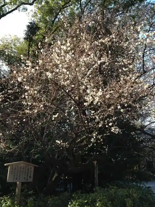 熱田神宮の自然