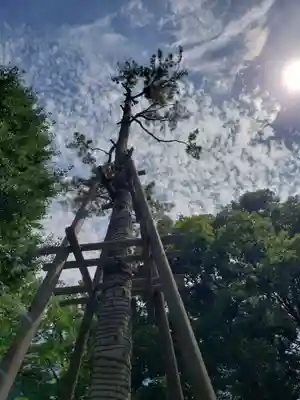 荻窪八幡神社の自然