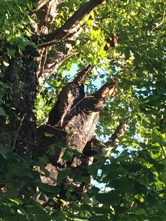 飛木稲荷神社の自然