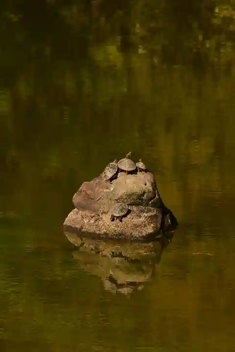 白水阿弥陀堂の動物