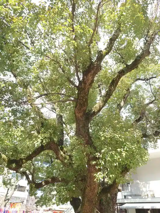 難波神社の自然