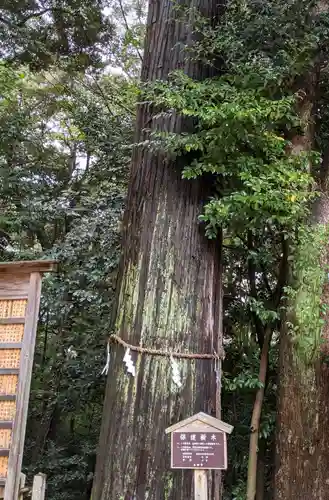 往馬坐伊古麻都比古神社の自然