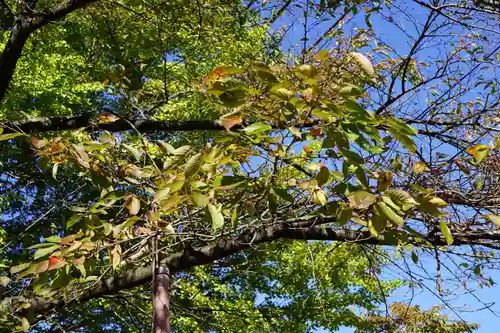 神炊館神社 ⁂奥州須賀川総鎮守⁂の自然
