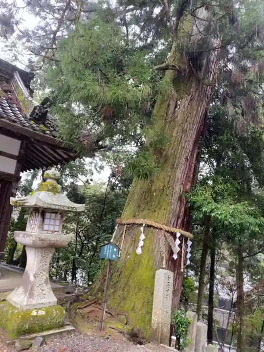 石山寺の自然