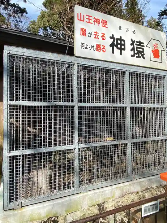 日吉大社の動物
