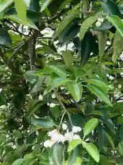 炬口八幡神社 の自然