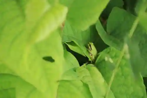 岩上神社の動物
