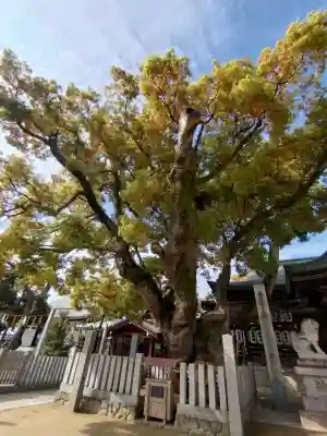 石切劔箭神社の{uncategorized: "未分類", other: "その他", undefined: "問題あり", building: "その他建物", grave: "お墓", sacred_gate: "鳥居", guardian: "狛犬", statue: "像", buddha: "仏像", history: "歴史", nature: "自然", garden: "庭園", animal: "動物", pagoda: "塔", temizu: "手水舎", mountain_gate: "山門・神門", sanctuary: "本殿・本堂", subordinate: "末社・摂社", art: "芸術", scenery: "景色", jizo: "地蔵", ema: "絵馬", goshuin: "御朱印", omikuji: "おみくじ", items: "授与品その他", amulet: "お守り", goshuincho: "御朱印帳", eats: "食事", festival: "お祭り", votive_dance: "神楽", shichigosan: "七五三参", wedding: "結婚式", experience: "体験その他", initially: "初詣", around: "周辺", anti_infection: "感染症対策"}