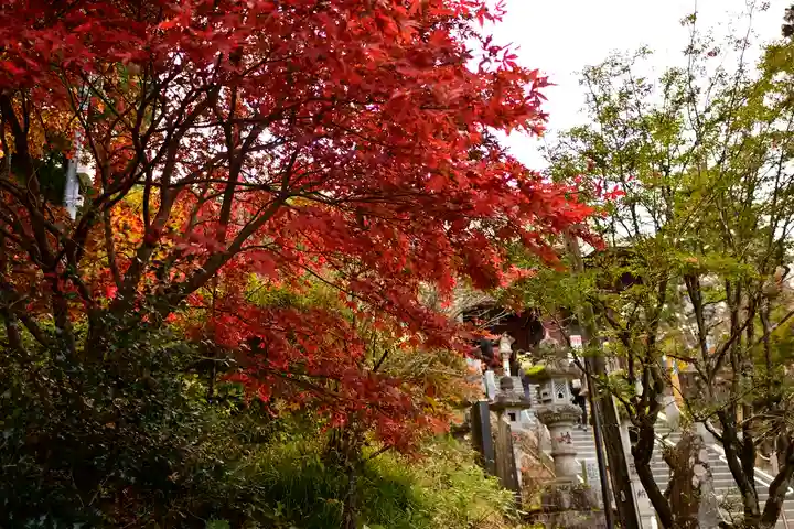 武蔵御嶽神社の自然