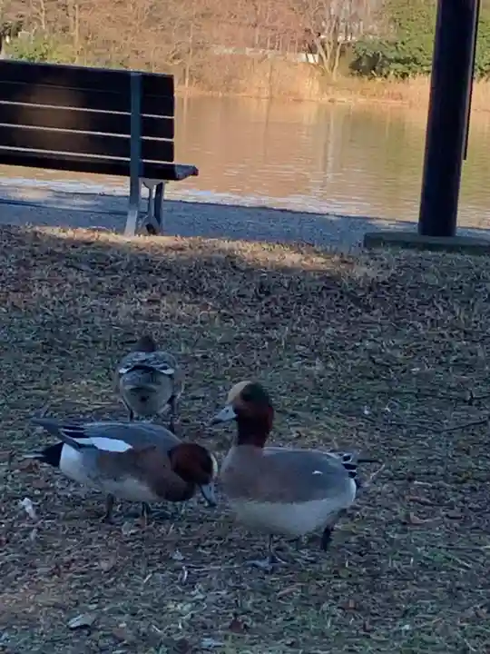香取神社の動物