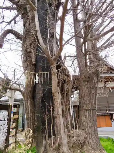 飛木稲荷神社の自然